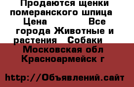 Продаются щенки померанского шпица › Цена ­ 45 000 - Все города Животные и растения » Собаки   . Московская обл.,Красноармейск г.